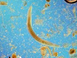 Phylum Nematoda Phylum Tardigrada Roundworms Whip-like body motion Molt cuticle to