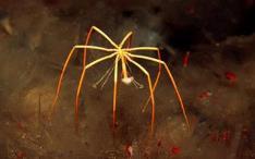 (sea spiders) Subphylum Crustacea 2 pairs of antennae Biramous