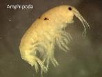 jpg Subphylum Crustacea Class Malacostraca (isopods, amphipods,