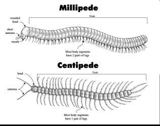 php/centipede-vs-millipede 3 tagma Uniramous appendages 1 pair of