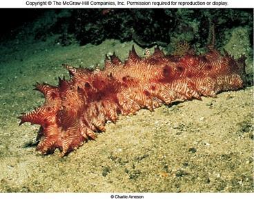Holothuroidea sea cucumbers Look spiny, but soft Expel guts