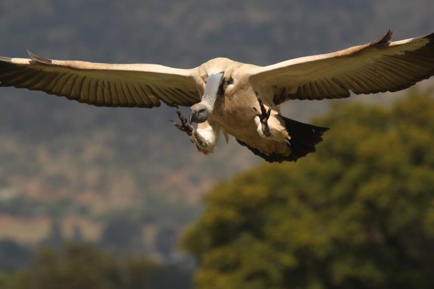 Population Analysis & Breeding and Transfer Plan Cape Vulture (Gyps coprotheres) AZA Species Survival