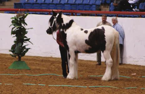 Oliver; Exhibitor: Gary Ross owned by Ross Ranch, Gary Ross 5.