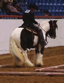 A Wizards Spell Sir Winston Exhibitor: Pete Lichau owned by A Wizards Spell Gypsy Ranch,