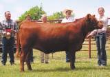 Double @H@ W 002 Miss PFR 506/6 R2 Ranch Junior Jackpot Futurity Young cattle enthusiasts from across the state and Florida competed in the Fourth Annual R2 Ranch Red Brangus and Red Angus Junior