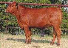 LOT 34 R2 Ms Go Getter 24N R#: 122476 Calved: 12/1/03 Red Brangus Percentage: BR 3/8 Herd ID: 24N Breeding: Bred AI d to M&M Prototype 2400 on 4/14/05 and pasture exposed to Sureway s Red Jack 213L