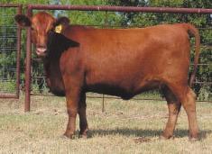 LOT 37 R2 Lillie s Best 130N R#: 122483 Calved: 12/29/03 Red Brangus Percentage: BR 25% Herd ID: 130N Breeding: Bred Pasture exposed to M&M Monument 14/0 from 5/6/05 to 6/30/05.