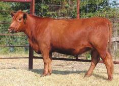 LOT 40 R2 All Sweetness 240P2 R#: 983832 Calved: 1/26/04 Red Angus Percentage: AR 100% Herd ID: 240P2 Breeding: Bred Pasture exposed to Loosli Cherokee Teton 316N from 5/6/05 to 6/30/05.