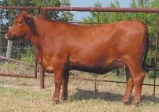 LOT 44 R2 Miss Red Anne 618N1 R#: 122497 Calved: 11/27/03 Red Brangus Percentage: BR 3/8 Herd ID: 618N1 Breeding: Bred Pasture exposed to Sureway s Red Jack 213L from 5/6/05 to 6/30/05.