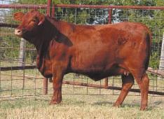 LOT 52 R2 Sunny Lady 901P R#: 983876 Calved: 2/26/04 Red Angus Percentage: AR 100% Herd ID: 901P Breeding: Bred Pasture exposed to Loosli Cherokee Teton 316N from 5/6/05 to 6/30/05.