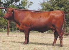 LOT 57 Ms R2 109N R#: 122065 Calved: 2/7/03 Red Brangus Percentage: BR 37.5% Herd ID: 109N Breeding: Bred Bull calf born 8/30/05 sired by Sureway s Red Jack 213L. BW: 85 lbs.