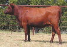 LOT 60 Ms R2 293N R#: 122032 Calved: 3/9/03 Red Brangus Percentage: BR 25% Herd ID: 293N Breeding: Bred Heifer calf born 8/31/05 sired by Sureway s Red Jack 213L. BW: 75 lbs.