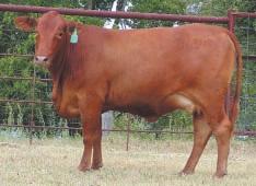 LOT 64 Ms R2 769N R#: 122042 Calved: 3/3/03 Red Brangus Percentage: BR 3/8 Herd ID: 769N Breeding: Bred Heifer calf born 9/5/05 sired by Sureway s Red Jack 213L. BW: 82 lbs.