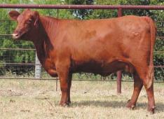 LOT 68 R2 Misty Red 913N R#: 122165 Calved: 8/28/03 Red Brangus Percentage: BR 25% Herd ID: 913N Breeding: Bred Pasture exposed to M&M Monument 14/0 from 12/1/04 to 1/31/05.