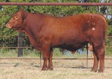 Bulls And Herd Sire Prospects Lots 71-82 This is a great set of young bulls ready to go to work for the registered or commercial cattleman. It includes several bulls from our spring show string.