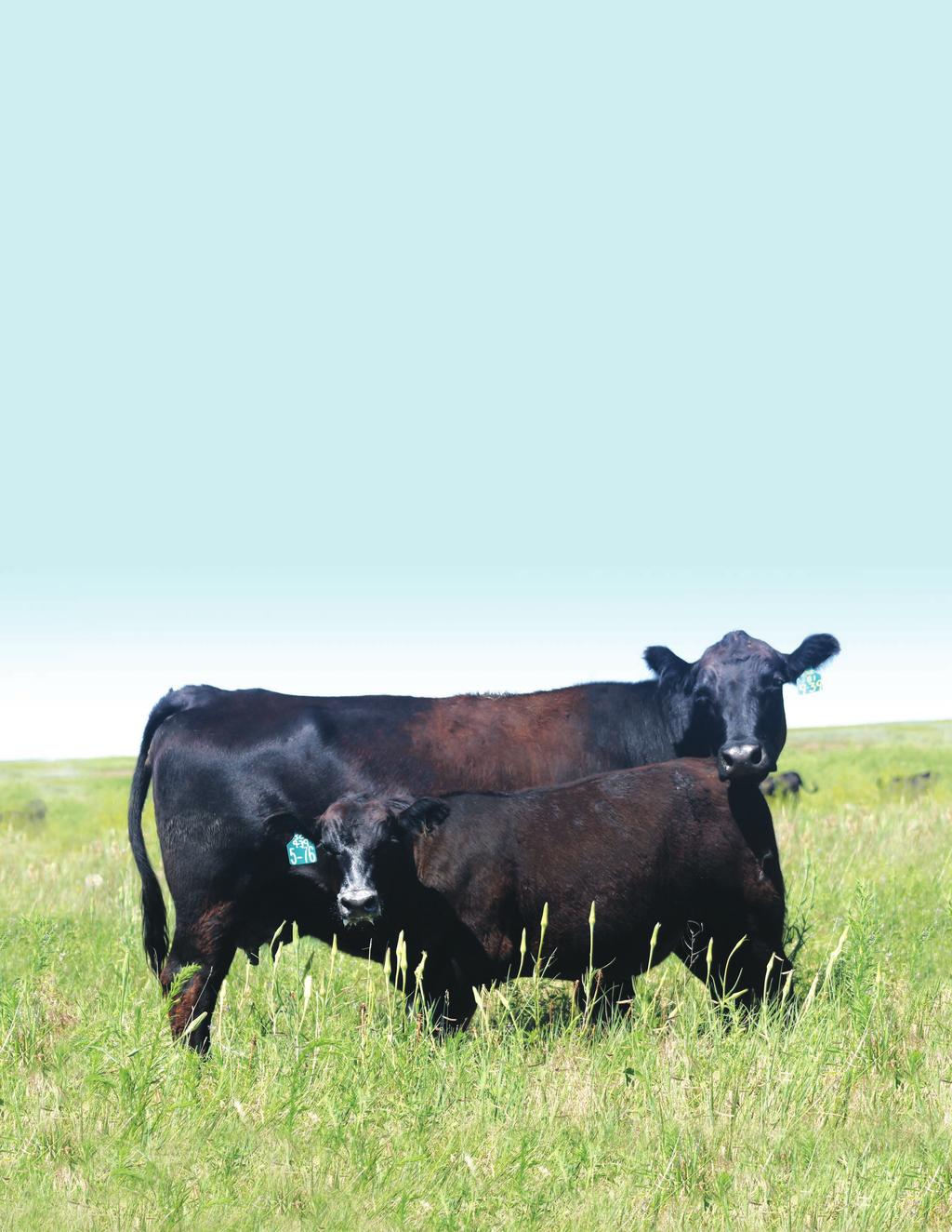 Marcy Cattle Company & Marcy Livestock In one day, you can select from a program with more than 75 years of superior
