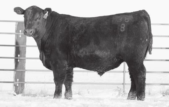 Marcys 08 Pride 25-8 ET Donor dam of lots 101-107 & 201-205 $15,000 high selling cow in our 2015 female sale to Ponca Creek she has some tremendous herd bull prospects in this sale.
