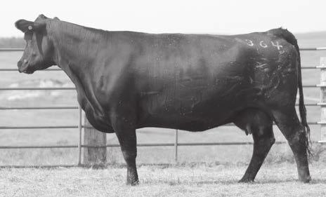 S A V Resource 1441 Sire of lots 143-157 Reference Sir e s 143-145 Tom really likes this flush. Out of a very prolific ET donor cow.