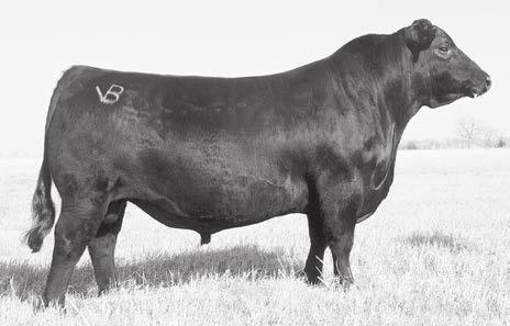 Marcys 15 Ethelda E 13-5 JMB Traction 292 Reference Sir e Top selling cow in our 2017 female sale to Lindskov-Thiel these Right Time daughters are fabulous cows that have stood the test of time for