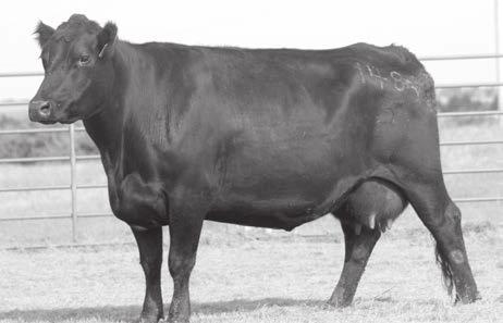 98 78.80 A moderate framed, smooth, easy keeping bull. He is long and level in his top.