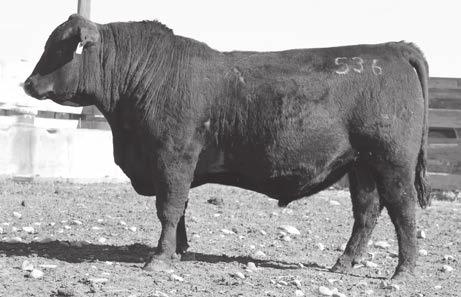 Marcys Cedar Ridge 536 Marcys 16 4 Aces 28-6 Reference Sir e Sire of lots 176-179. Top selling bull at $20,200 to Lisco Angus, WY, in our 2016 sale.