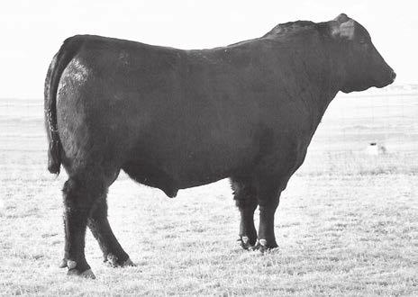 Marcys 08 Pride 25-8 Donor dam of lots 201-205 & 101-107. One of the great females ever in our ET program. s 201-205 This flush is out of one of the best cows to ever walk the ranch.