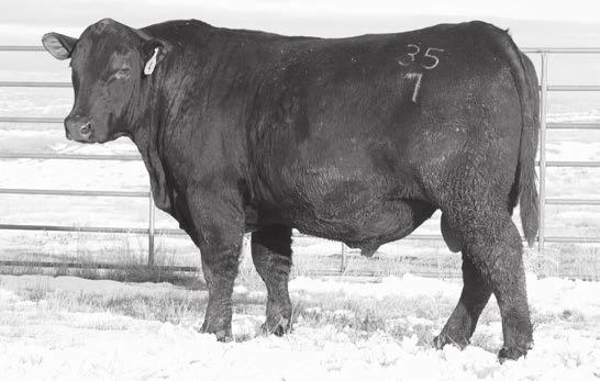 Two-Year-Old Bulls Marcys Erica 866 Powerful ET donor dam of lots 1, 37, 38 & 39 Marcys Scale Crusher 715 1 Bull 03/04/17 registration: +18878069 tattoo: 715 Marcys Scale Crusher Baldridge Kaboom