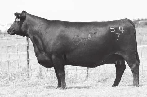 65 90.14 18.87 144.26 Exceptionally well made, George used him on his registered heifers. Deep ribbed, easy fleshing, and big butted. This bull has an extremely high libido.