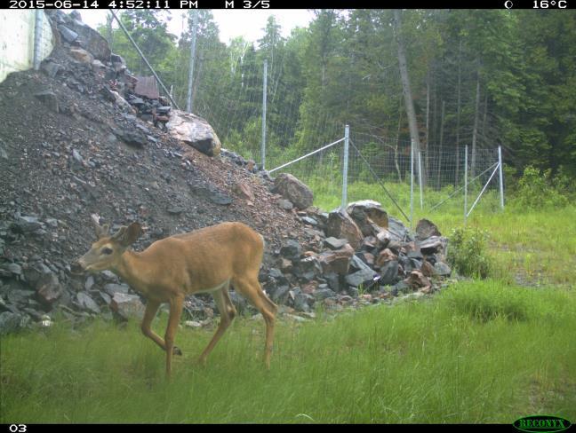 Moose were two times more abundant at the underpass (RAI 4.1) than along the access road (RAI=2.04).