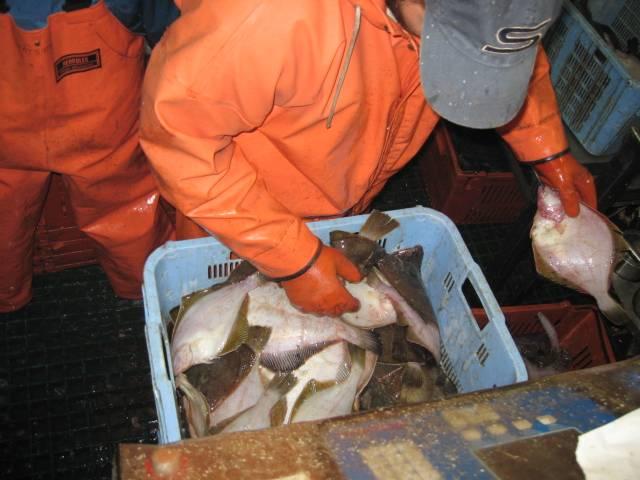 Call for Proposals and Nomination to IFQ Implementation Team The Council is calling for halibut and sablefish IFQ proposals in 2009.