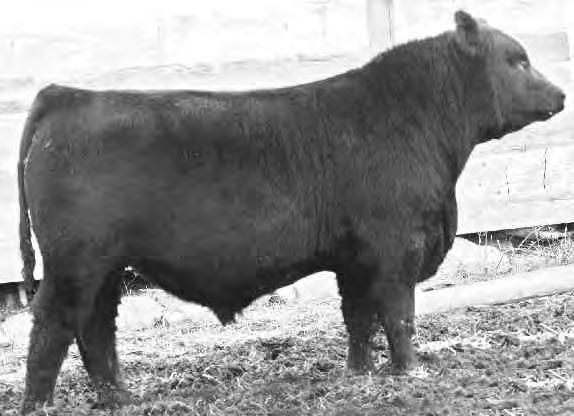 024 - A Focus Calf with an 8S mom. Angus as they should be, easy calving, with exceptional growth. WMR TIMELESS 458 IMP 458U JANUARY 30 2008 #1644753 DMF AMF CAF NHF BW: 75LBS. ADJ 205 DAY WT: 800LBS.
