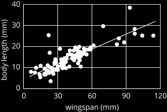 For every 1 mm the length of the butterfly increases, the wingspan increases 0.238 mm. D.
