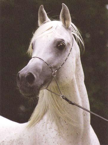 Al Kidir to breed some of the finest mares. His last foals will be born next year, Inshallah. In August, Al Kidir passed away in his stall. There was no battle for life, no pain.