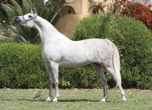 Mahala (Al Lahab x Mahasin by Al Kidir) horses. He was too beautiful to perform, they said.