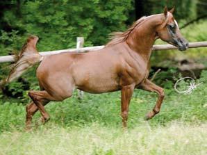 Her bold movement made her famous and fans name her the flying beauty. In 2000 she was named Reserve Champion Mare at the Egyptian Event Europe.