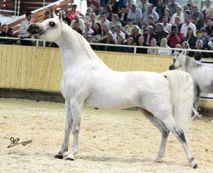 Born in 1997 at the Brigittenhof, the bay mare produced numerous champion get so far.