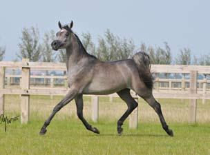 Pyramid Layyan s latest succes: He was Senior Champion Stallion at the 2009 Arabesque Egyptian Event in Germany.