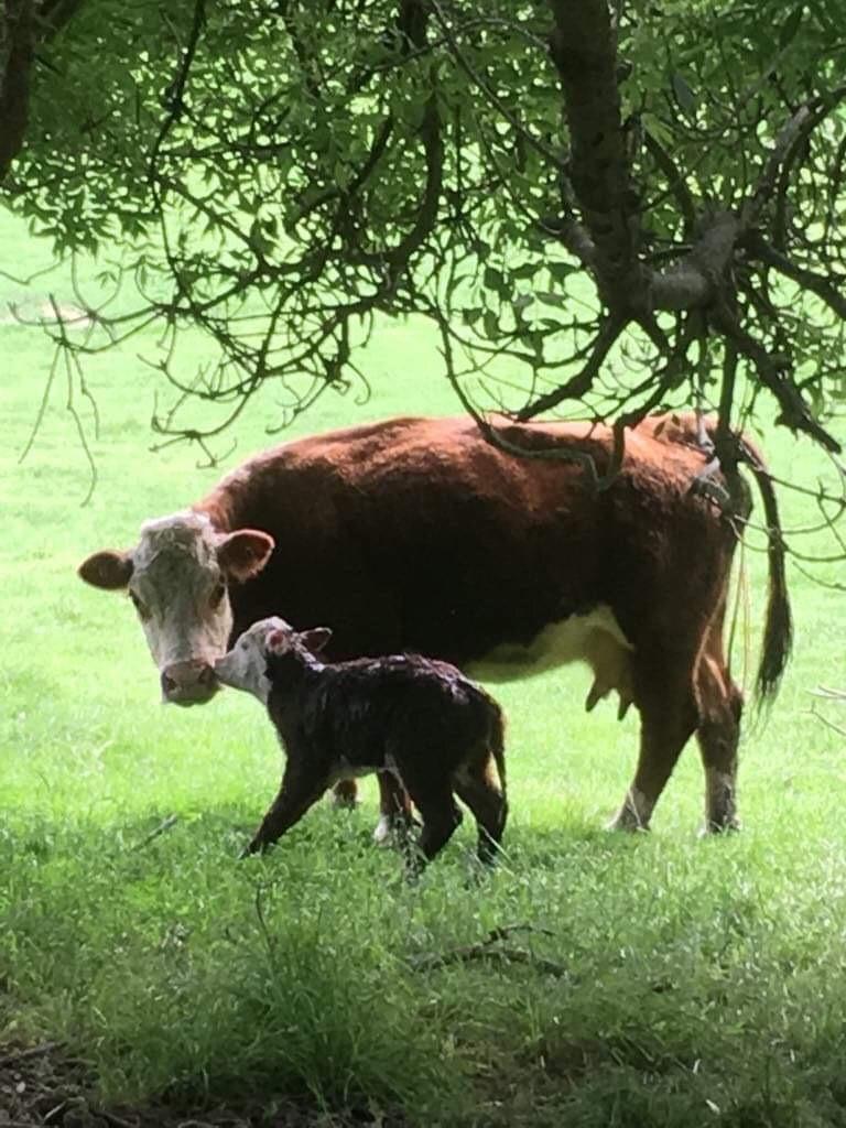 From Stephen and Sian Collier ( Tamerton Stud) Our first dual nationality heifer hit the ground this week.