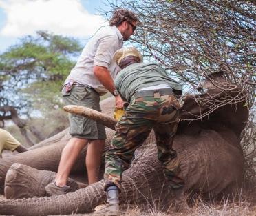 KENYA : HUMAN-WILDLIFE CONFLICT NOTABLE HWC INCIDENTS: - Eight elephants died as a result of conflict with humans: four speared, one poisoned, two shot by KWS (for killing a person), and one during