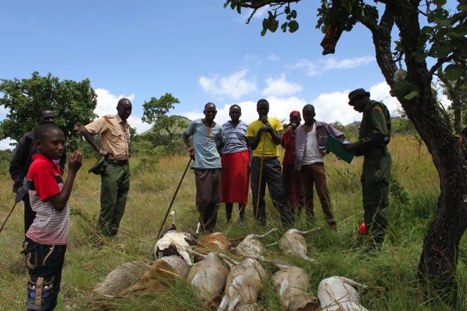 KENYA : HUMAN-WILDLIFE CONFLICT PREDATOR PROTECTION PROGRAM Across two group ranches (Olgulului & Mbirikani, 725,000 acres total) where Big Life s PREDATOR compensation FUND (PCF) operates, livestock
