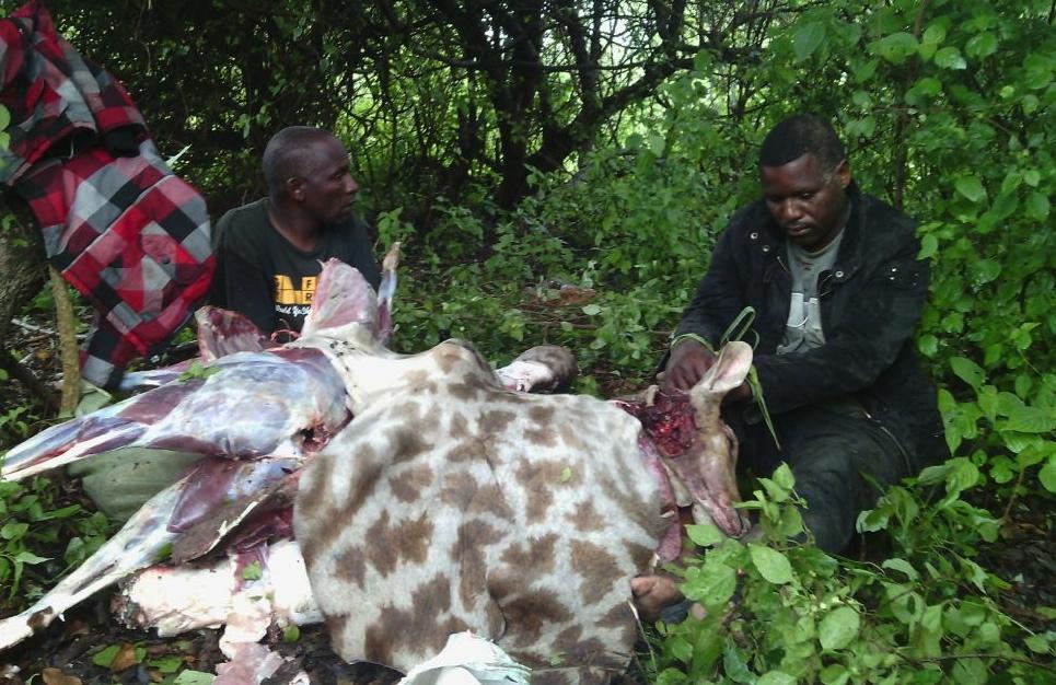 See Appendix 2 for details. Ngorongoro Conservation Area Of the 45 bush-meat arrests, ostrich eggs and zebra meat were the most common, with 16 and 13 incidents respectively.