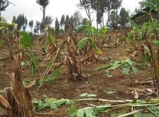 CROP-RAIDING A survey of the impact of crop-raiding by wildlife was conducted in Burunge WMA.