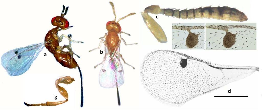 373 Figure 1. M. sichuanensis sp. nov. a-g. female. a, b. body, a. in lateral view; b. in dorsal view; c. antenna; d.