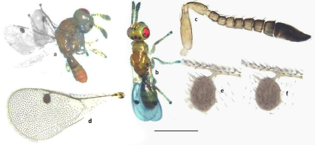 374 Figure 3. M. sichuanensis sp. n. male. a, b. body; a. in lateral view; b. in dorsal view; c.