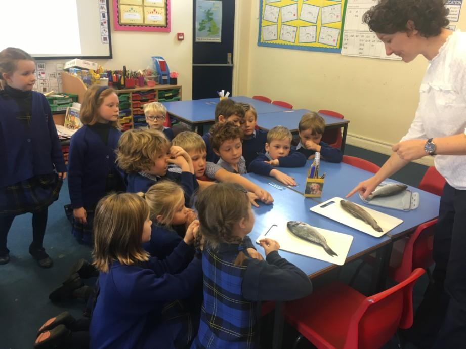 During one of my lesson observations this week I was lucky enough to be part of a Year 2 Science lesson. The children were learning about Classification and Life Processes with Miss Forder.