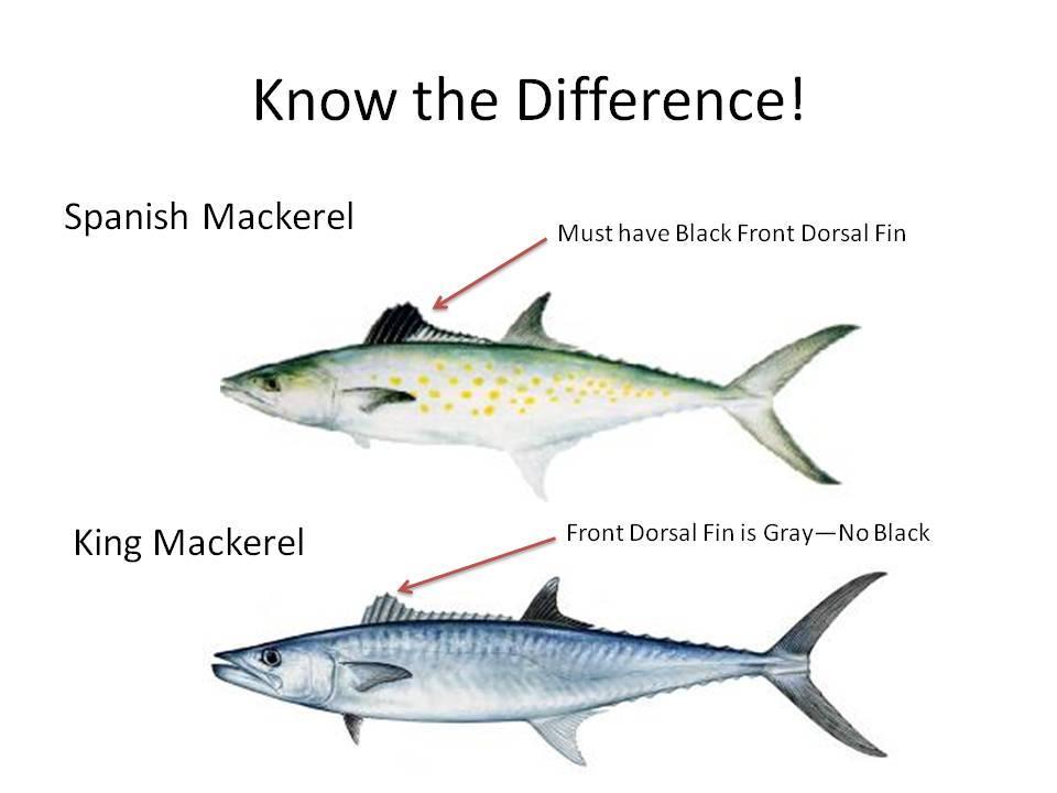 18. Spanish Mackerel must have a sufficient amount of the black front dorsal fin present for positive and unquestionable identification by the weigh-master.