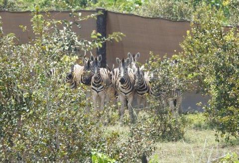 hartebeest and wildebeest (in total 190 animals) to Parc de la vallée de la Nsele, close