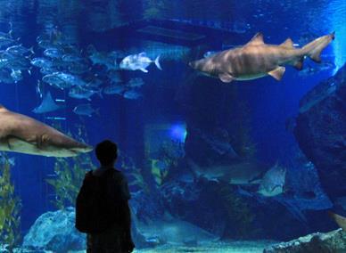 Station (Exit 1) 2) Siam Ocean World @ Siam Paragon Operation: Everyday[1100 2000] Aquarium only HKD 170 per adult ;