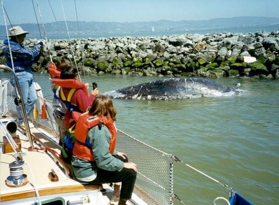 Students from Ann Gilbert's fifth grade Columbus School (Berkeley) class get a rare opportunity to view a whale carcass up close.