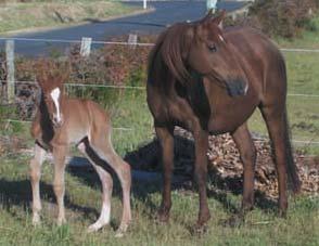 Lovely head and stunning movement. Easy to trim float etc. Easy foaler (pic with newborn clydex filly) $100 Weaned foal also for sale. Ph: 0400 177 653 email: calebmary@dodo.